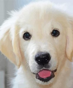 White Golden Retriever Paint By Number