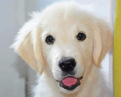 White Golden Retriever Paint By Number