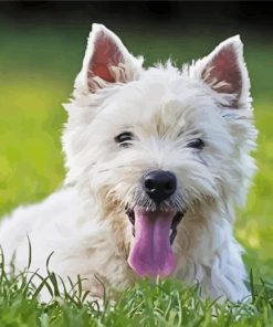 White Highland Terrier Dog Paint By Number
