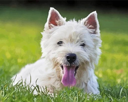 White Highland Terrier Dog Paint By Number