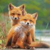 Wild Baby Foxes Paint By Number