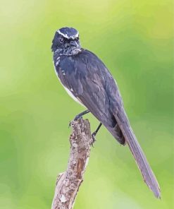Willie Wagtail Bird Paint By Number