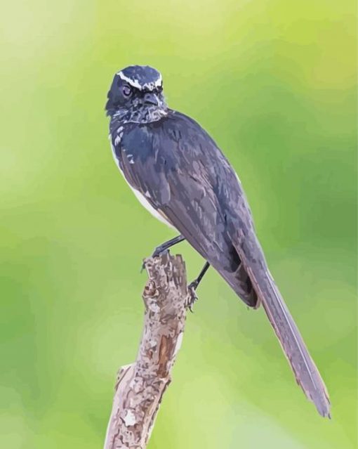 Willie Wagtail Bird Paint By Number
