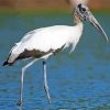 Wood Stork Paint By Number