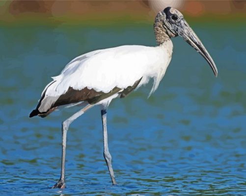 Wood Stork Paint By Number