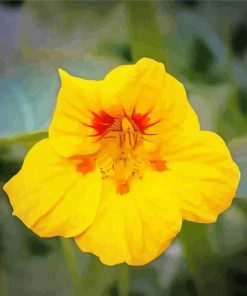 Yellow Nasturtium Plant Paint By Number