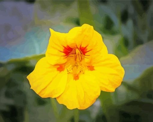 Yellow Nasturtium Plant Paint By Number
