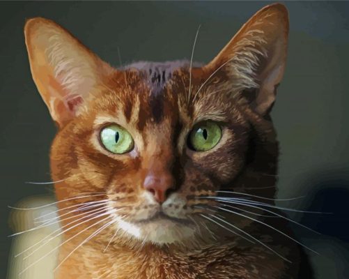 Abyssinian Face Paint By Number