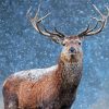 Adorable Deer In Snow Paint By Number