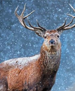 Adorable Deer In Snow Paint By Number