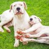 Adorable Dogo Argentino Dogs Paint By Number