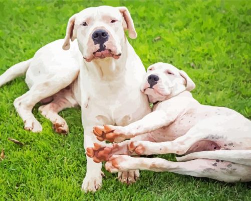 Adorable Dogo Argentino Dogs Paint By Number