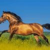 Adorable Golden Mare Horse Paint By Number