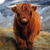 Aesthetic Baby Highland Cow Paint By Number