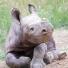 Aesthetic Baby Rhino Art Paint By Number
