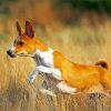Aesthetic Basenji Paint By Number