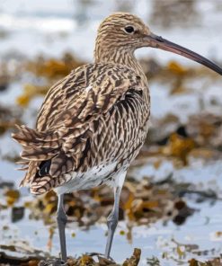 Aesthetic Curlew Paint By Number