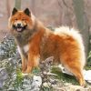 Aesthetic Eurasier Paint By Number