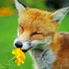 Aesthetic Fox In Flowers Paint By Number