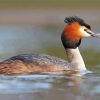 Aesthetic Great Crested Grebe Paint By Number