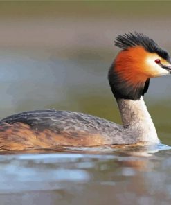 Aesthetic Great Crested Grebe Paint By Number