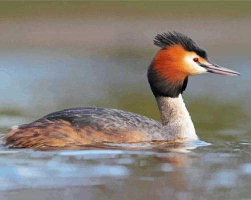 Aesthetic Great Crested Grebe Paint By Number