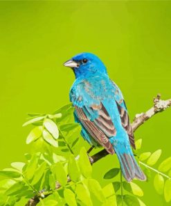 Aesthetic Indigo Bunting Bird Paint By Number