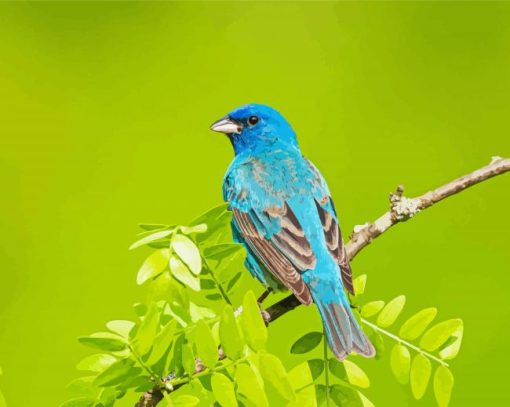 Aesthetic Indigo Bunting Bird Paint By Number