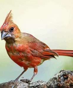 Aesthetic Juvenile Cardinal Bird Paint By Number