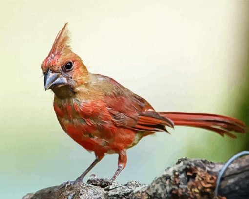 Aesthetic Juvenile Cardinal Bird Paint By Number