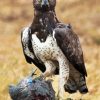 Aesthetic Martial Eagle Bird Paint By Number