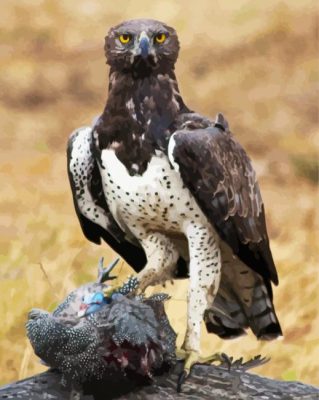 Aesthetic Martial Eagle Bird Paint By Number