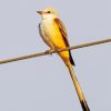 Aesthetic Oklahoma Flycatcher Paint By Number