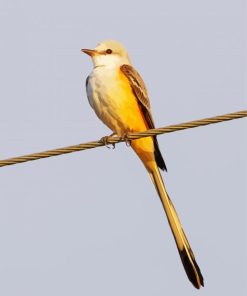 Aesthetic Oklahoma Flycatcher Paint By Number