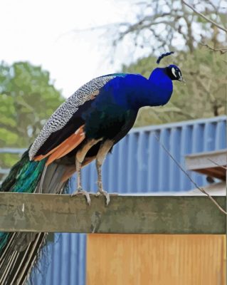 Aesthetic Peacock On A Fence Paint By Number