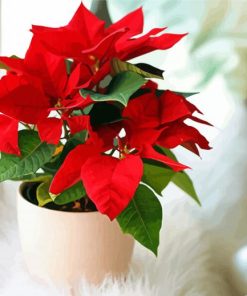 Aesthetic Poinsettia Art Paint By Number