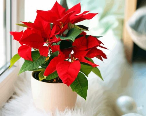 Aesthetic Poinsettia Art Paint By Number