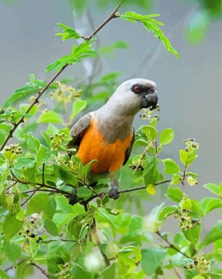 Aesthetic Red Bellied Parrot Paint By Number