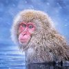 Aesthetic Snow Monkey Art Paint By Number