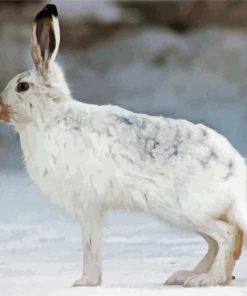 Aesthetic Winter Hare Paint By Number