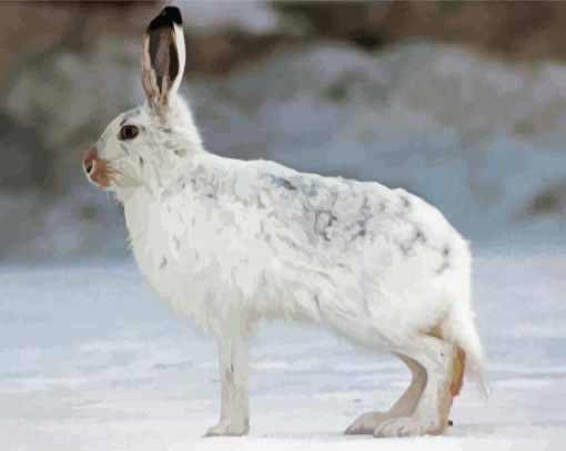 Aesthetic Winter Hare Paint By Number