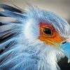 Aesthetic Bird Portrait Paint By Number