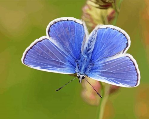 Aesthetic Blue And White Butterfly Paint By Number