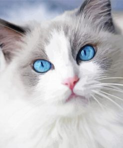 Aesthetic Grey White Cat With Blue Eyes Paint By Number