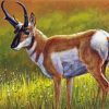 Aesthetic Pronghorn Art Paint By Number