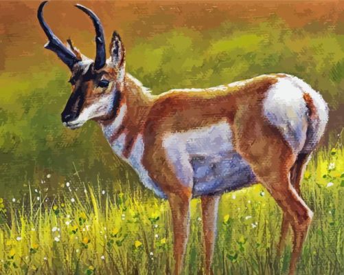 Aesthetic Pronghorn Art Paint By Number