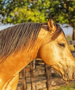 American Buckskin Horse Paint By Number