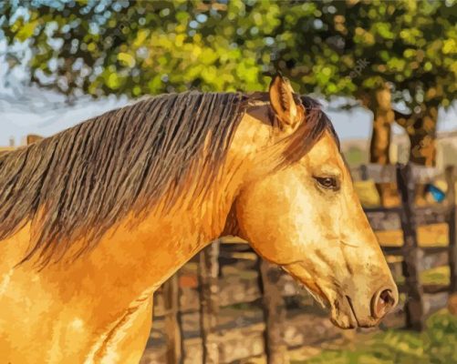 American Buckskin Horse Paint By Number