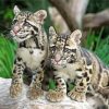 Baby Clouded Leopards Paint By Number