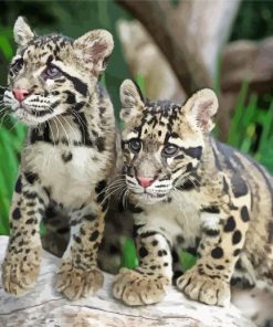 Baby Clouded Leopards Paint By Number